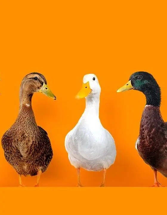 Three ducks, one light brown, one white and one dark brown a green head, representing how it's important you find cultural fit and match